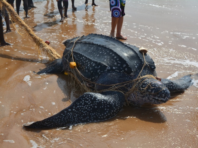 Threats face by leatherback turtles