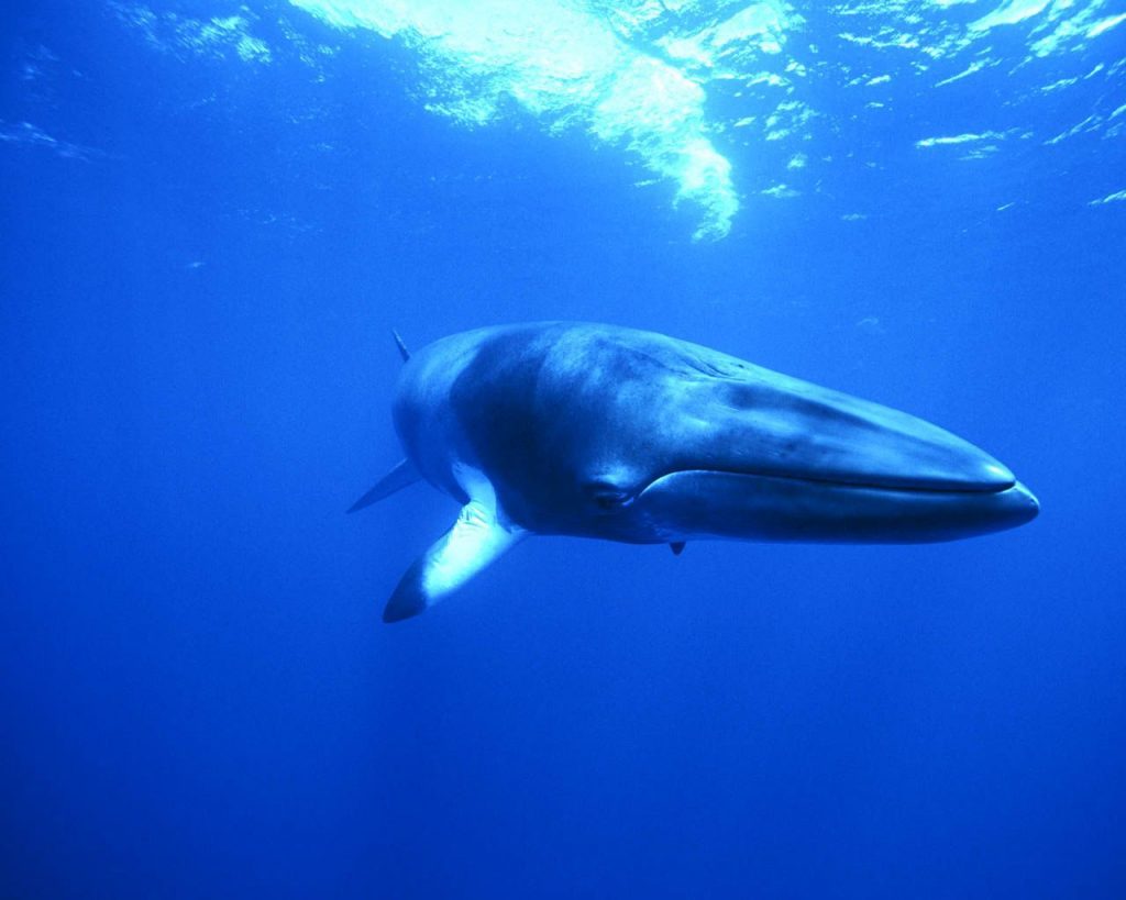 MAJESTIC GIANTS OF THE ANIMAL KINGDOM: blue whale