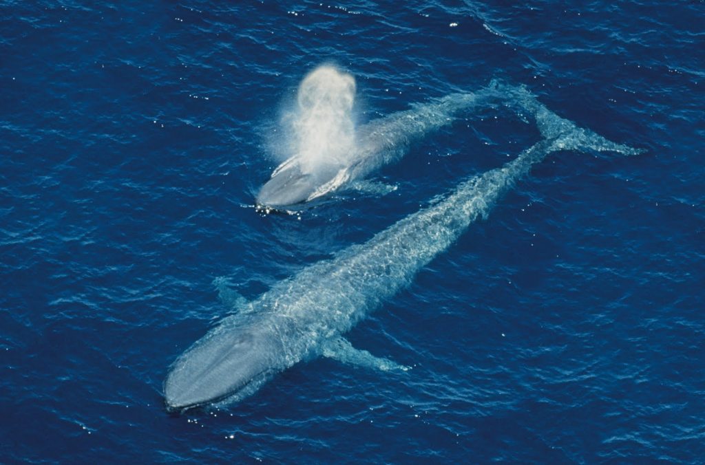 MAJESTIC GIANTS OF THE ANIMAL KINGDOM: two whales