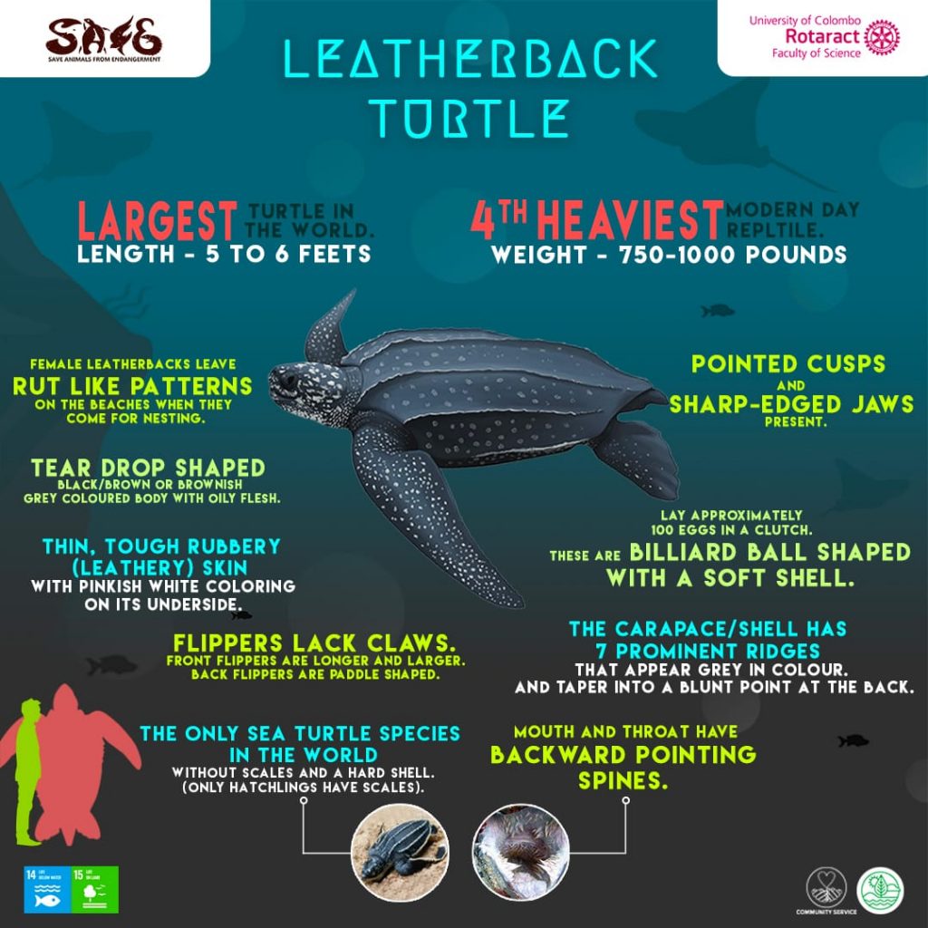 infographic post for leatherback turtle