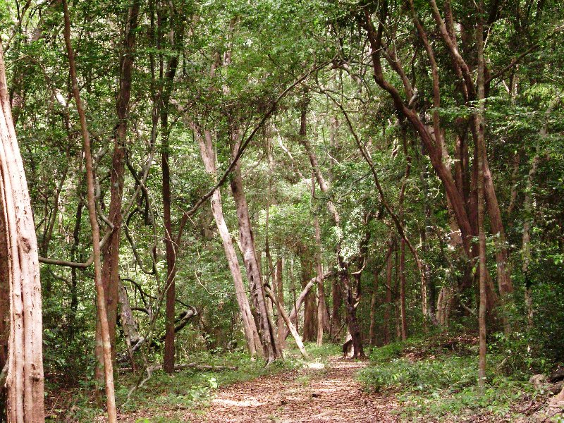 Kottawa Forest